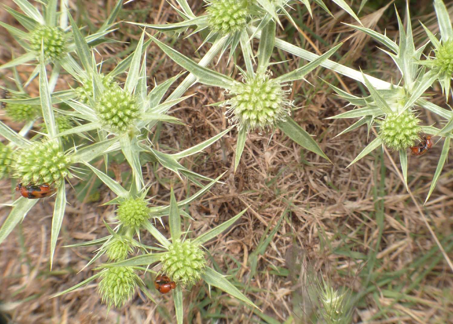 Macrosiagon tricuspidatum? (Rhipiphoridae)